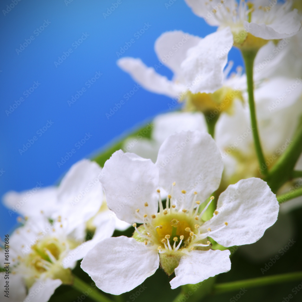 spring flower on sky beckground