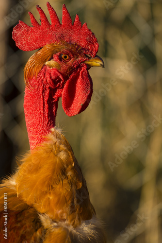 Poulets (Poules et coqs) de chair dans un élevage traditionnel photo