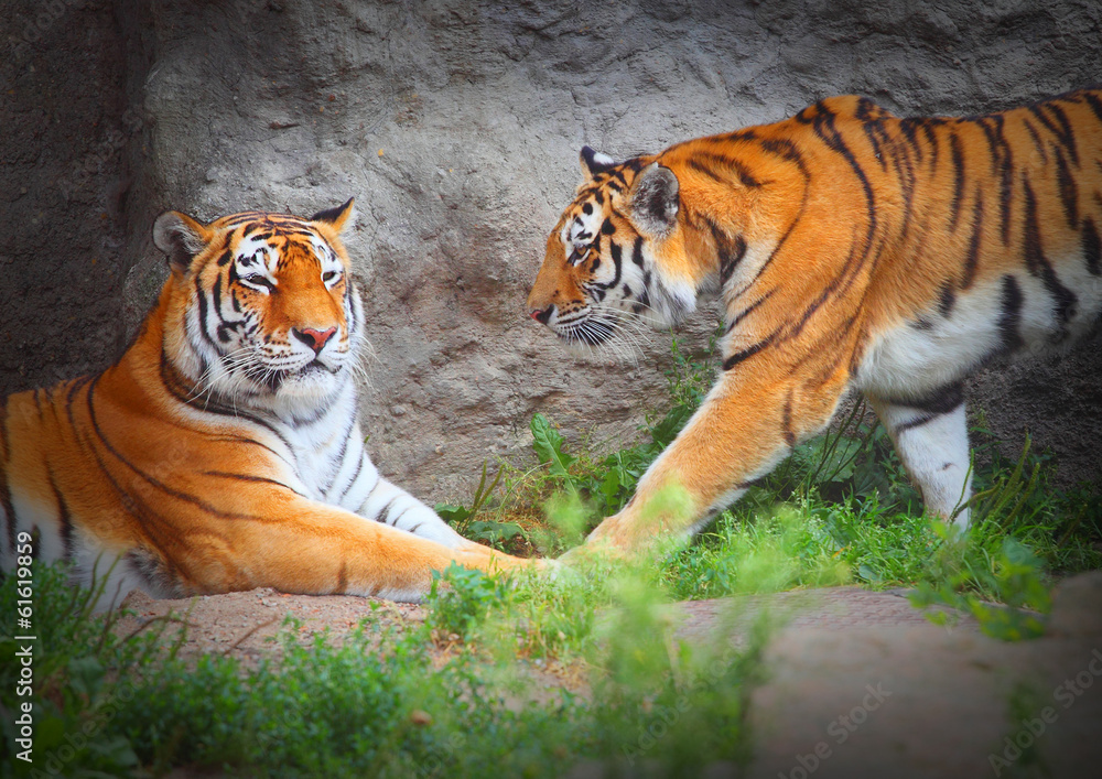 Naklejka premium Tiger's couple. Love in nature.