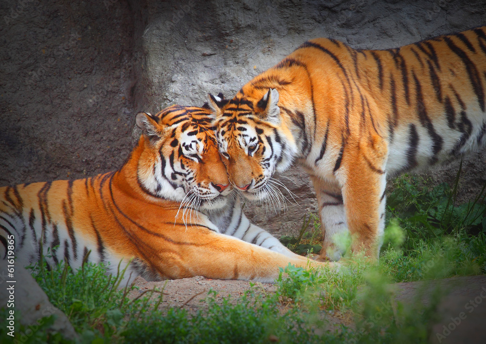 Fototapeta premium Para Tygrysów. Miłość w naturze.