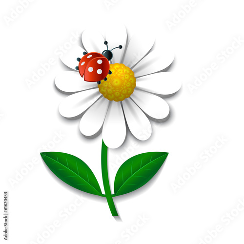 Camomile and ladybug