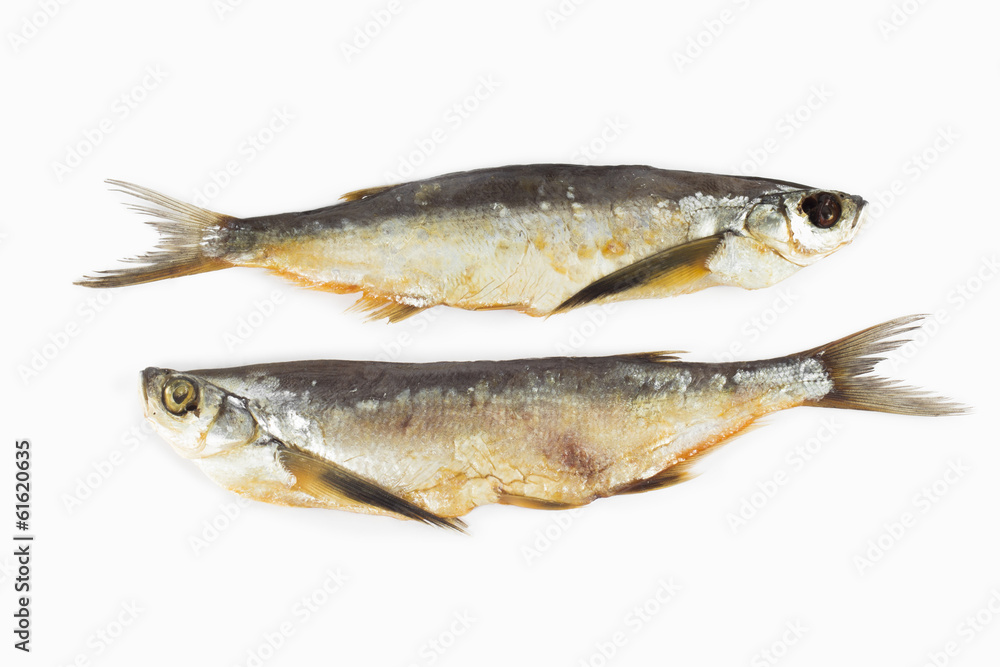fish on the white background