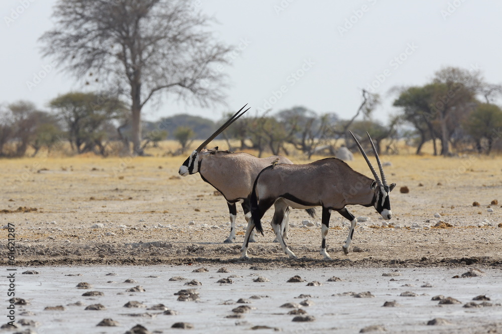 Oryx's at the waterhole in Nxai Pan NP Oryx's at the waterhole in Nxai Pan NP