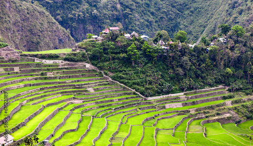 Village inbetween the rice fields photo