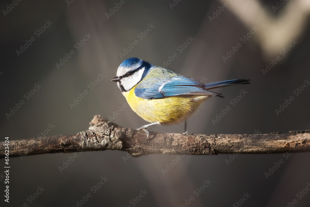 Fototapeta premium Bluetit (Parus caeruleus) perched on a branch