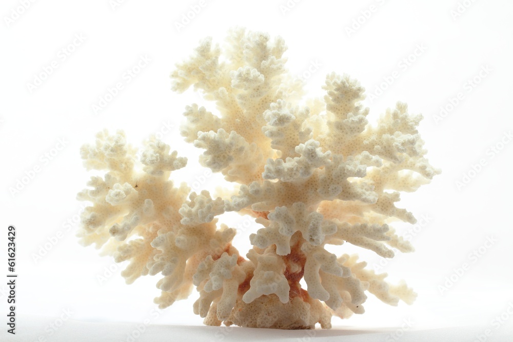 coral skeleton on white coral skeleton on white