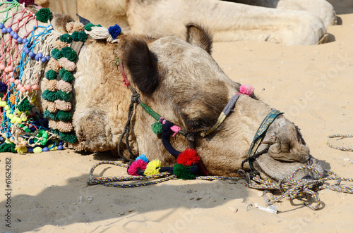 Decorated head of tribal nomad camel at cattle fair ,Rajasthan