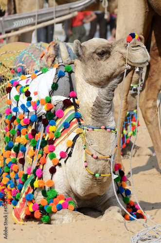 Lyinng colourful decorated camel in nomadic camp,India