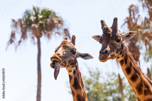 Photography Pair of Giraffes