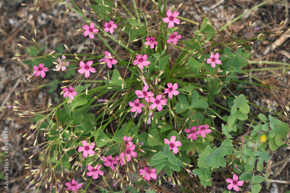 small pink flowers