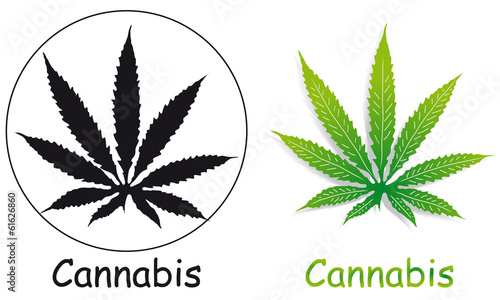 Cannabis leaves