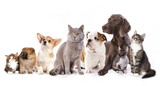 Group of cats and dogs in white background, cat and dog