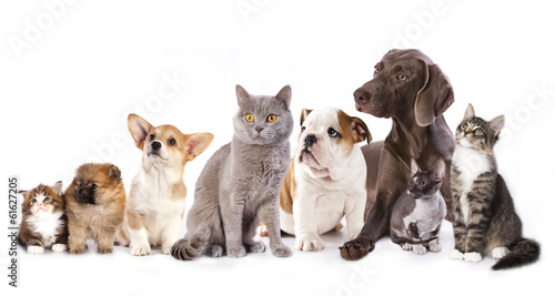 Group of cats and dogs in  white background, cat and dog