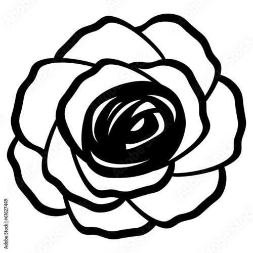 contour of a rose