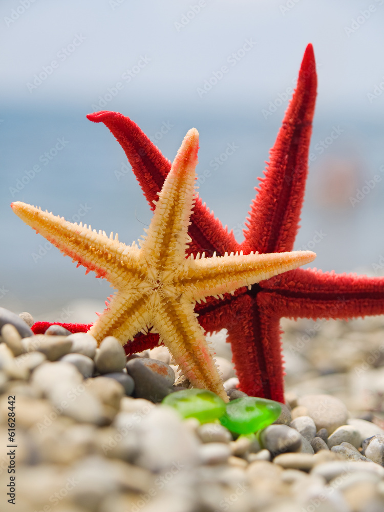 Red and yellow starfishes on the shore Red and yellow starfishes on the shore