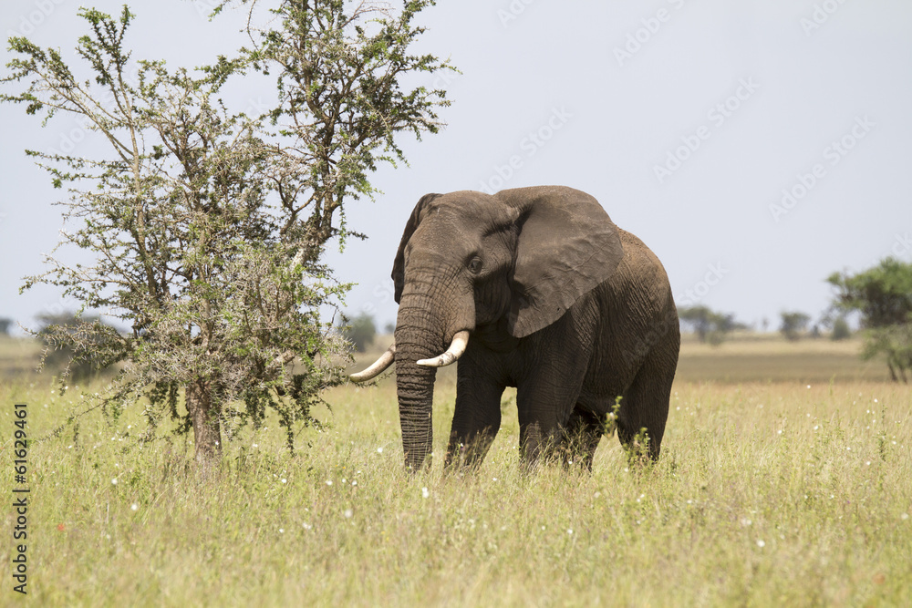 Bulle elephant in parer with acacia tree