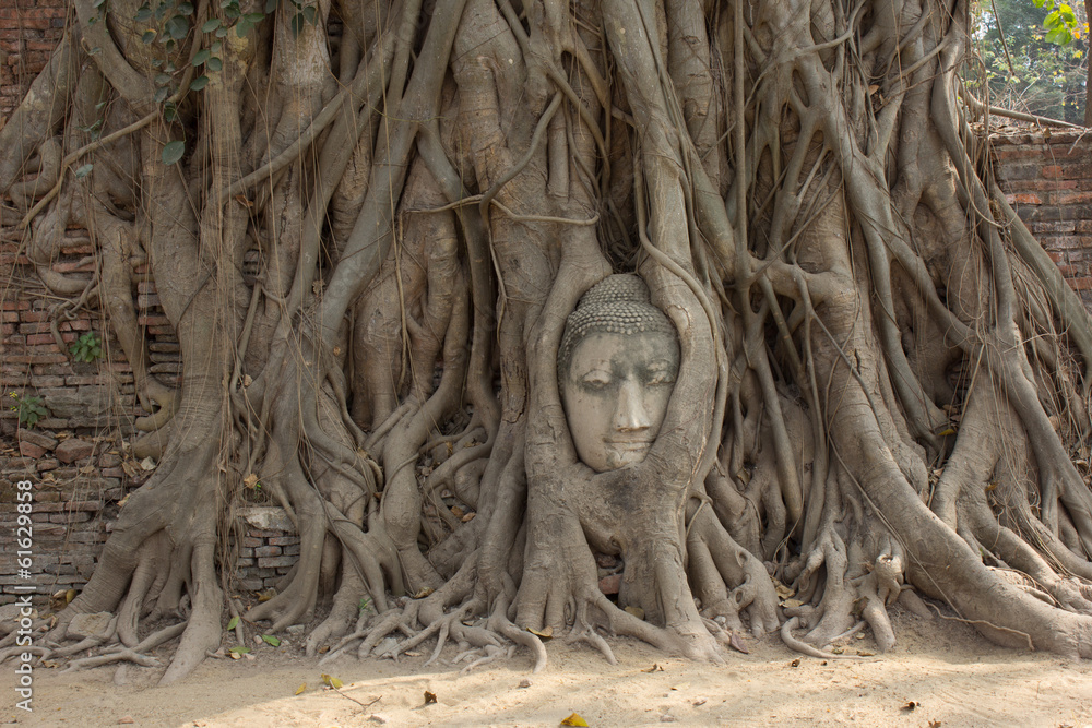 Old tree with buddha head