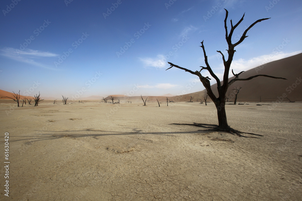 Shade of a dead tree on Deadvlei Shade of a dead tree on Deadvlei