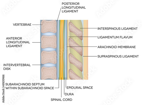 Human vertebral column with description