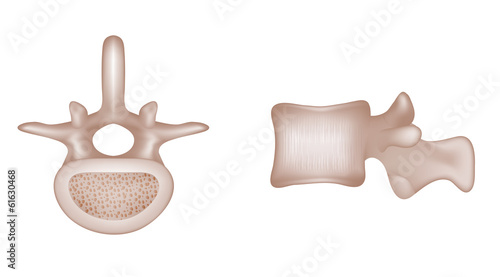Human spine vertebral bones, features of vertebrae.