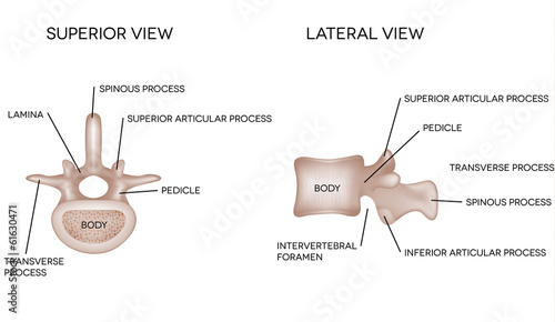 Human vertebral bones with description