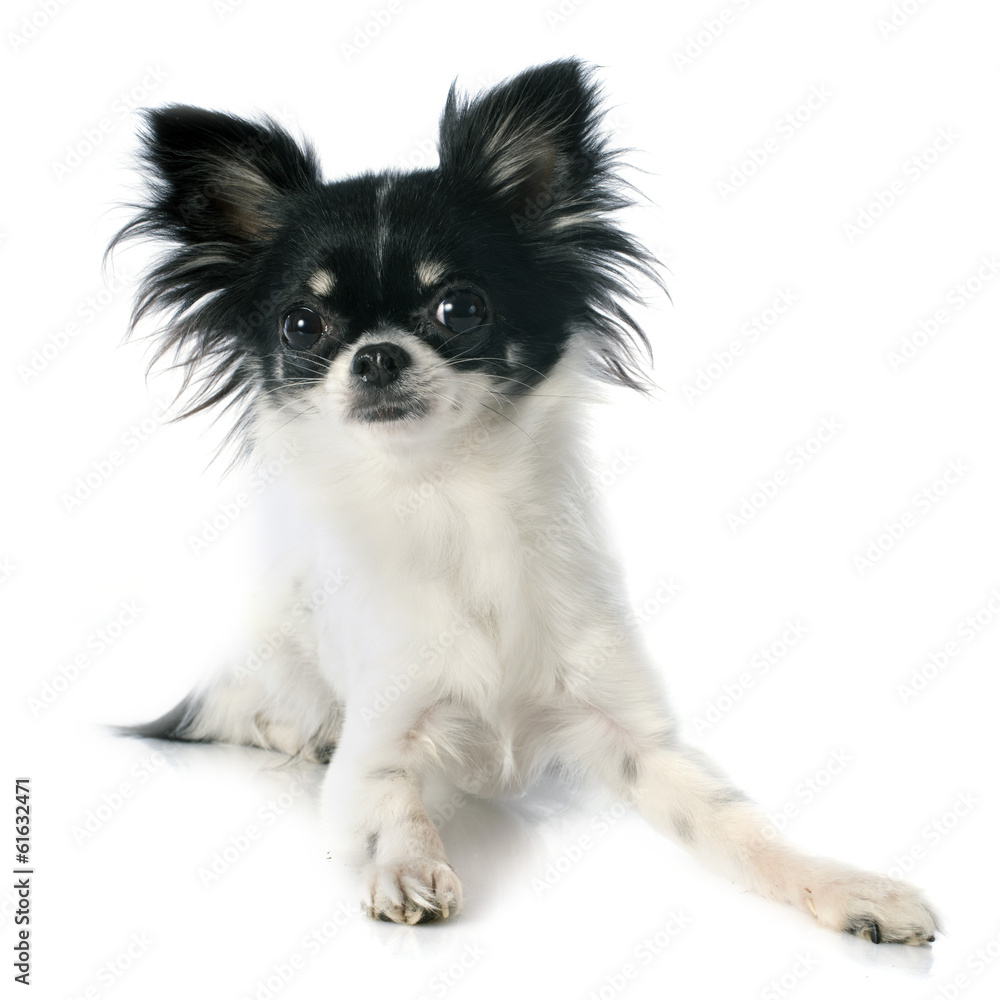 chihuahua chihuahua