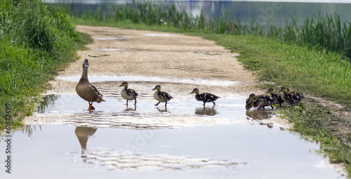 duck and with ducklings crossing a path