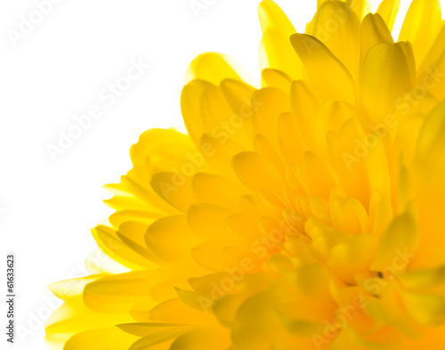 yellow chrysanthemum is  isolated on white background, closeup