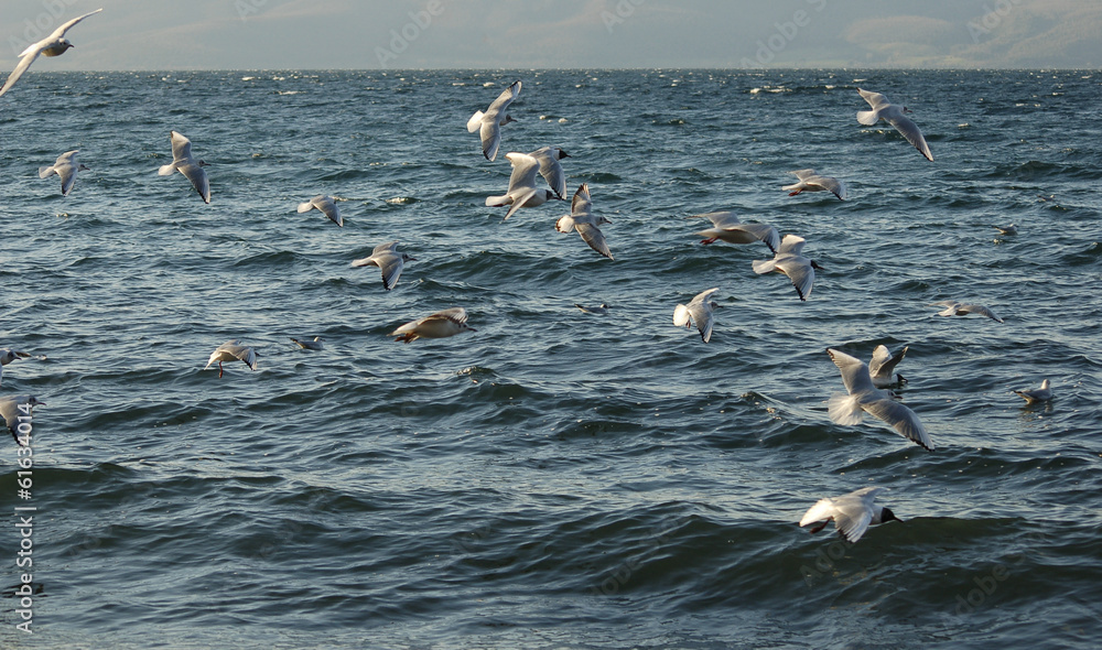 Covey of gulls on the lake
