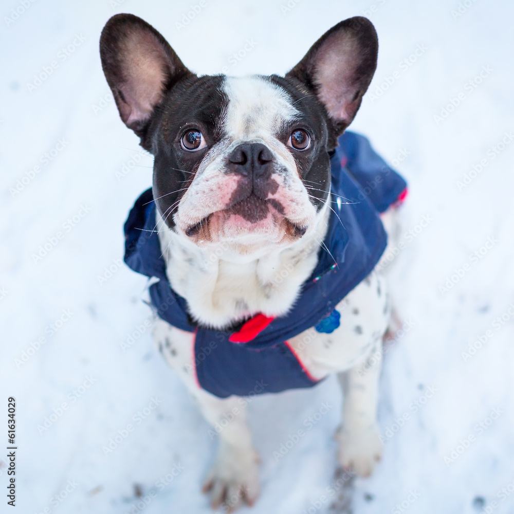 French bulldog in winter jacket on the walk