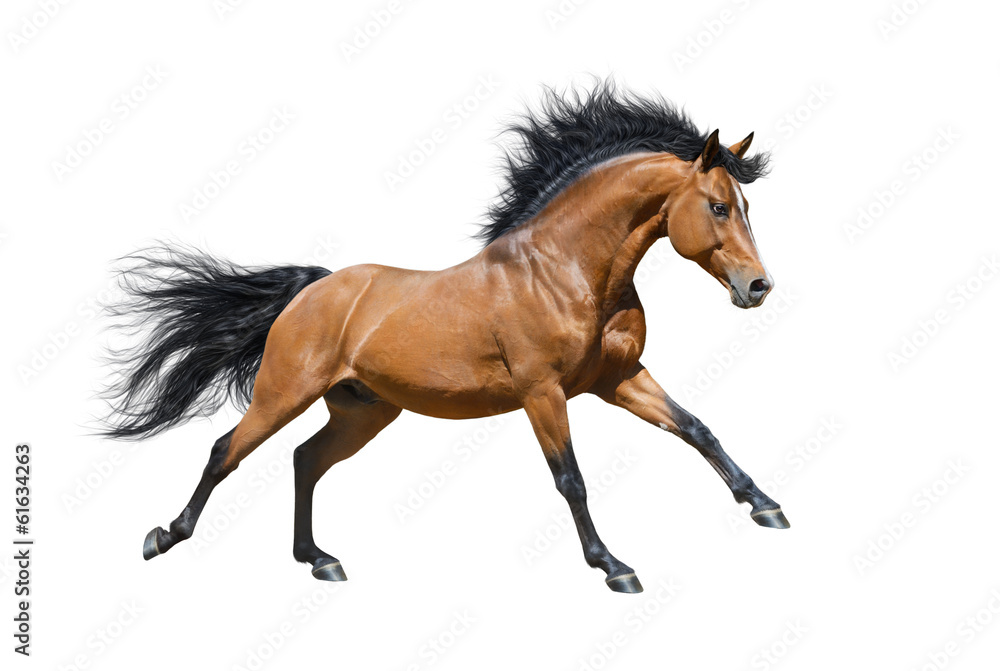 Chestnut stallion in motion