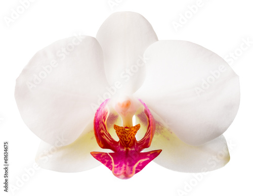 Fototapeta Naklejka Na Ścianę i Meble -  white with red   phalaenopsis closeup is isolated on white backg