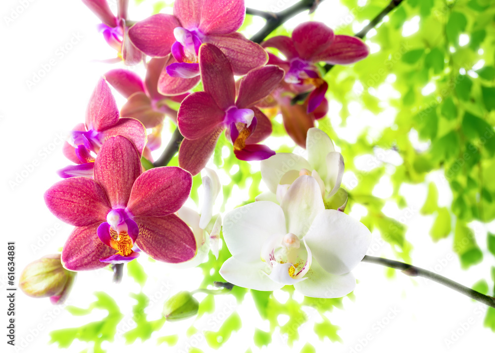 Naklejka premium white with red phalaenopsis with green leaves is isolated on w