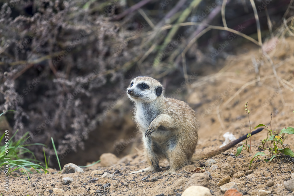 Fototapeta premium Meerkat on sand