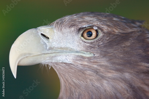 Golden Eagle (Aquila chrysaetos) portrait
