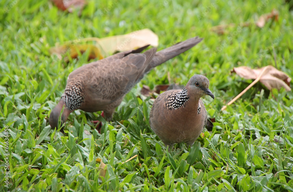Obraz premium Spotted Dove (Streptopelia chinensis)