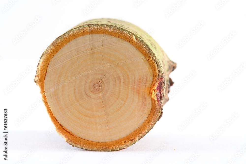 branch section of Thuja spec. branch section of Thuja spec.