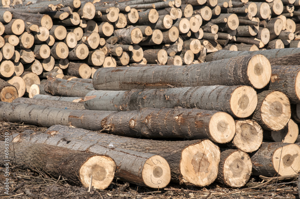 Stacked cut poplar logs on wood-cutting area Stacked cut poplar logs on wood-cutting area