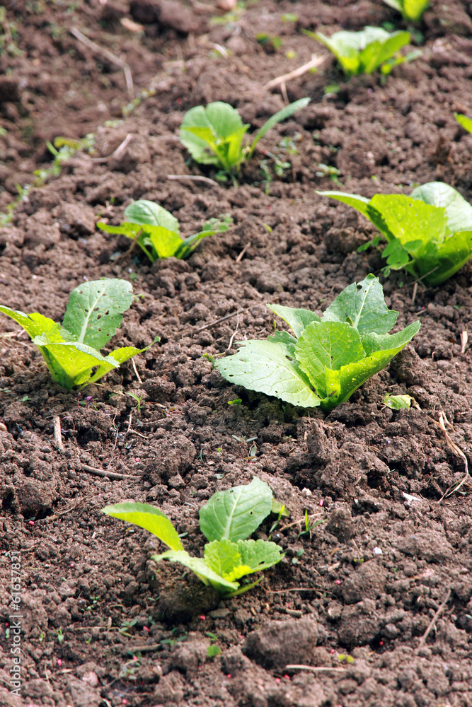 vegetables in a small city garden vegetable plot