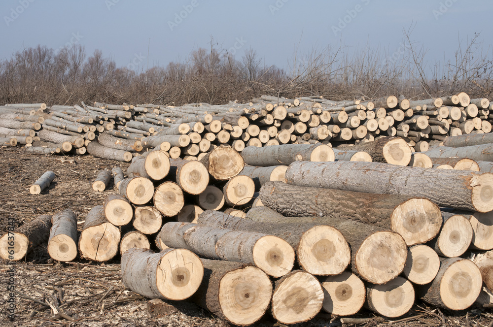 Stacked cut poplar logs on wood-cutting area