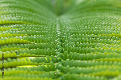 Close-up of fern leaf in Big island forest