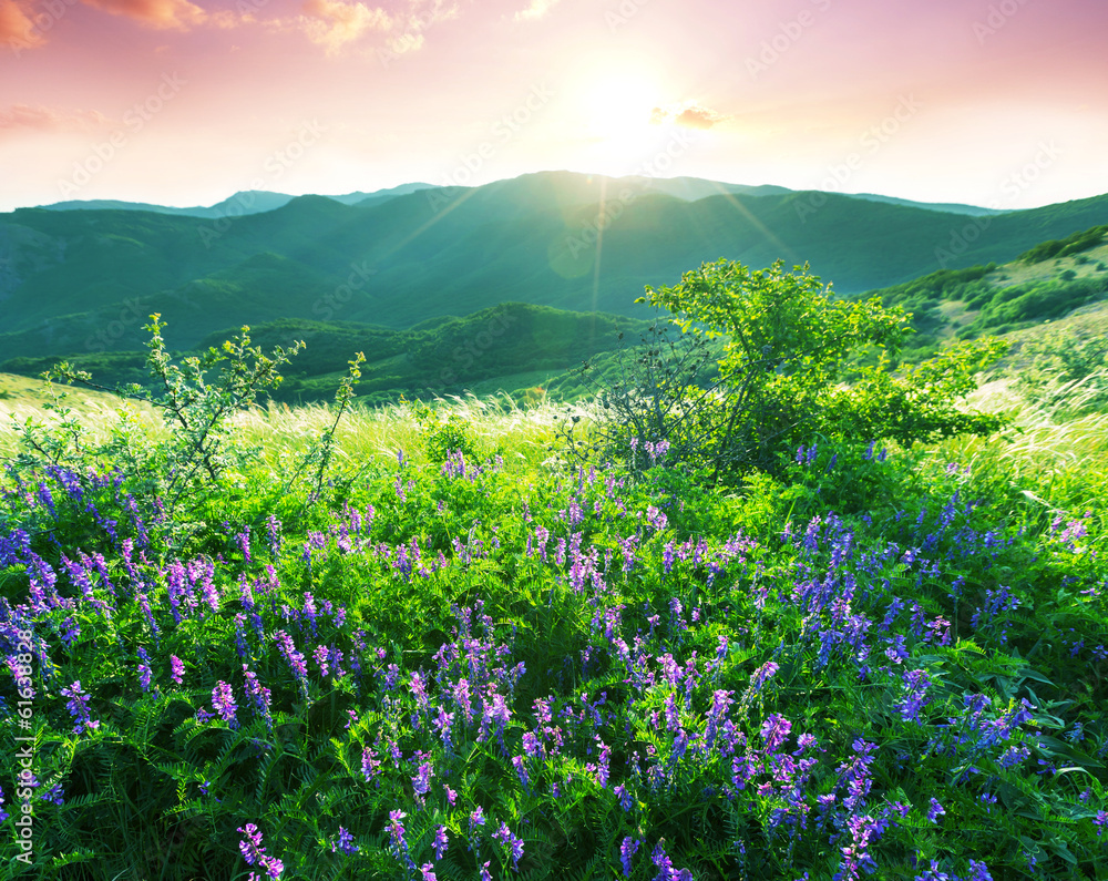 Obraz premium Mountains meadow