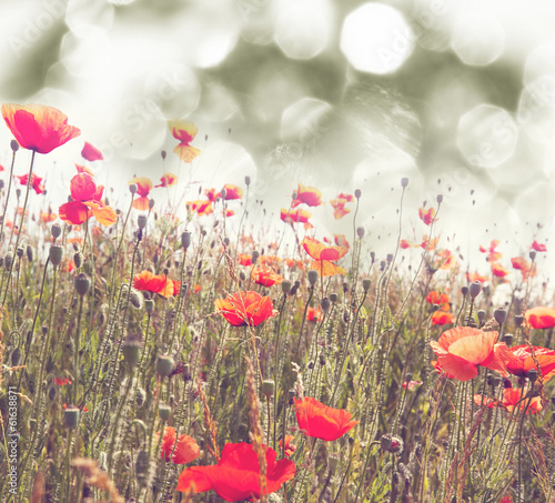 Bild auf Leinwand Poppy