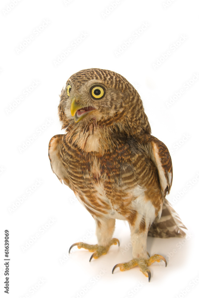Fototapeta premium Asian Barred Owlet (Glaucidium cuculoides)