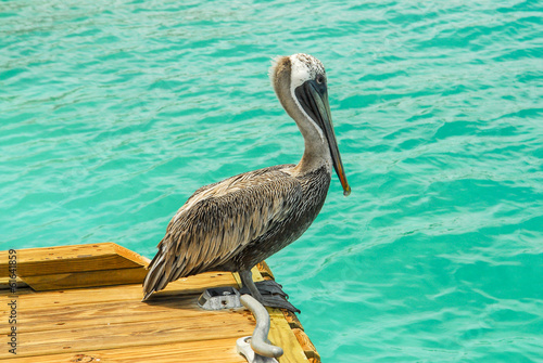 Pelican