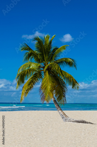 Lonely palm tree on sandy beach on the wild island © A.Jedynak