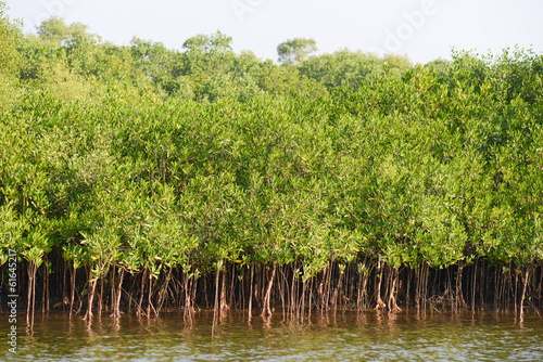 Beautiful mangrove plantations on the sea with roots showing