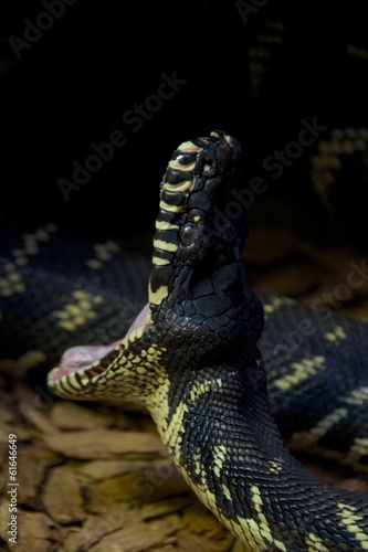 Boelen's python with its mouth wide open