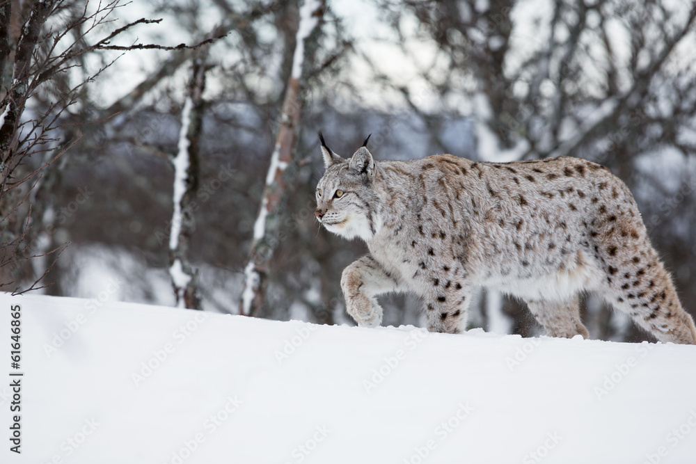 Fototapeta premium European lynx walking in the snow