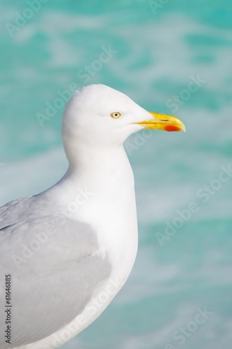 Common gull staring out over turquoise water